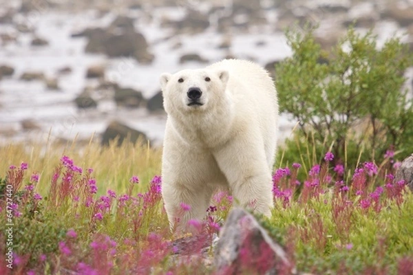 Fototapeta Niedźwiedź polarny i fajerwerka 1