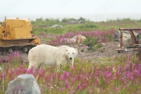 Fototapeta Polar Bear and Machines 1