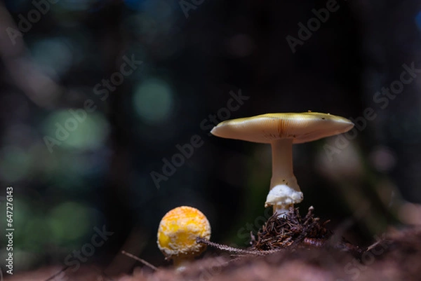 Obraz champignon foret