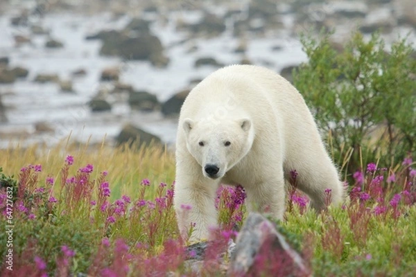 Fototapeta Niedźwiedź polarny w fajerwerce C
