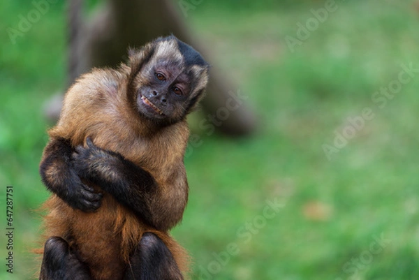 Obraz A monkey that mimics human expressions and behavior.
(tufted capuchin (Sapajus apella))(mocking expression)