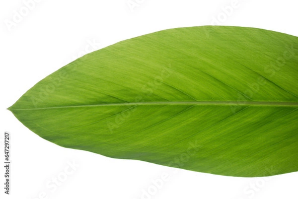 Obraz Fresh green leaf on white background