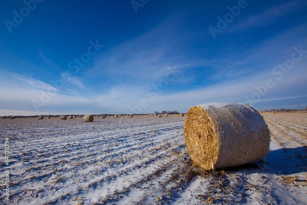Obraz Hay Bales in Winter