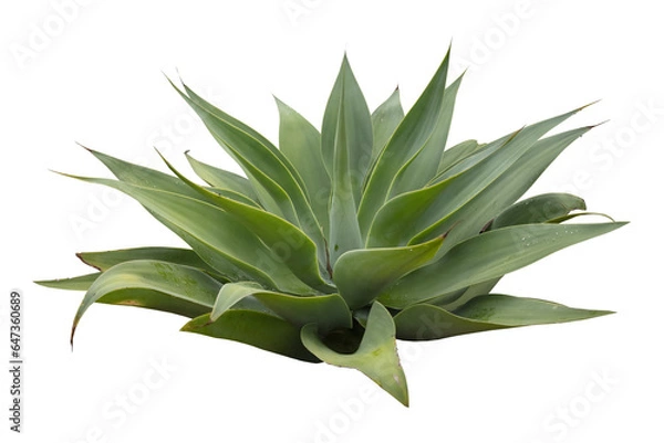 Obraz Cutout of an isolated Foxtail Agaves plant  with the transparent png