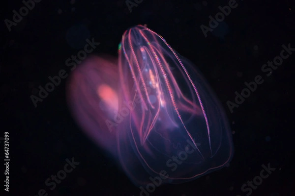 Obraz Beroe spp - Comb Jellyfish