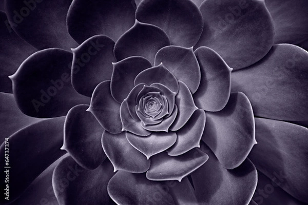 Obraz Succulent Plant