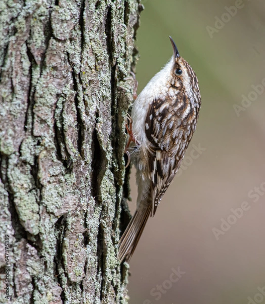 Obraz Brown creeper on tree