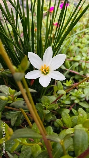 Obraz Beautiful water lily.