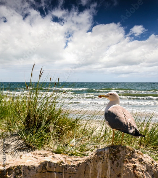 Obraz Strand mit Möwe :)