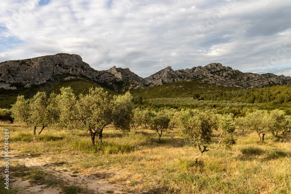 Obraz Les Alpilles