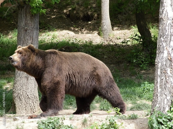 Fototapeta Kamchatka bear