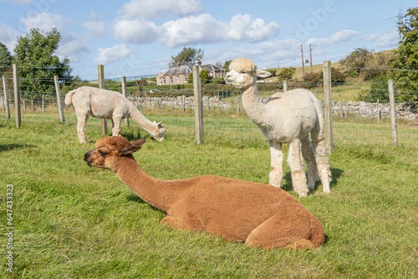 Fototapeta Alpacas on the farm in Scotland. The Alpaca is a domesticated species of South American camelid.