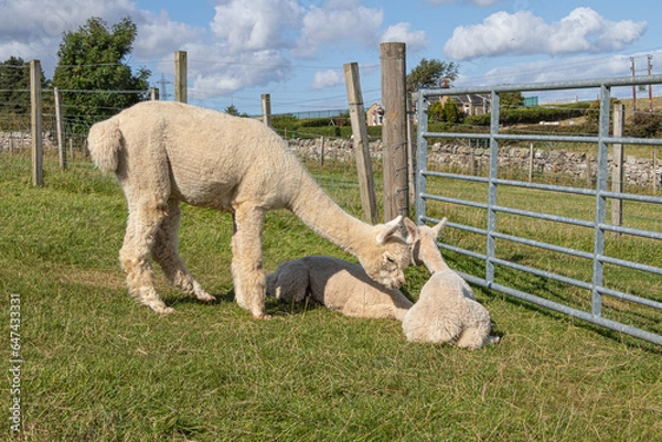 Fototapeta Alpaca mother with cubs on a farm in Scotland