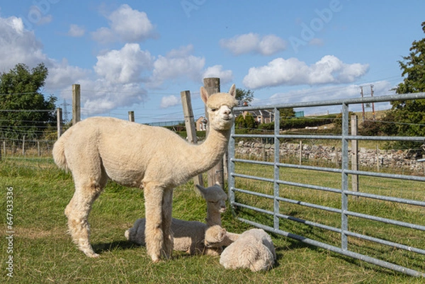 Fototapeta Alpaca mother with cubs on a farm in Scotland