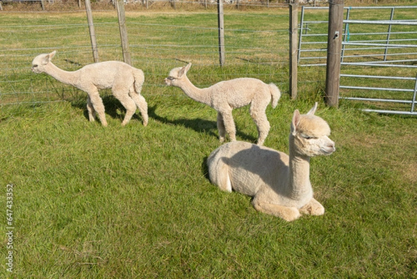 Fototapeta Scotland: Alpaca babies lie on the grass