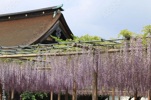 Fototapeta 曼陀羅寺の藤