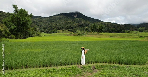 Fototapeta Aerial view of a Vietnamese in a white dress working in a green rice field in the valley