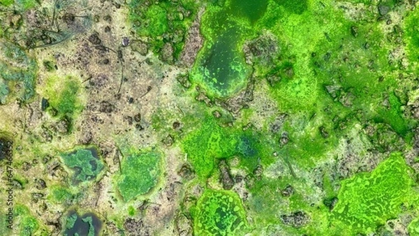 Obraz grunge, fern, floor, macro, fungus, moss, forest, lichen, small, spring, soil, grass, dirty, brick, block, concrete, heap leaching, copper acid, mining, copper heap leaching, copper, acid, fresh, gard