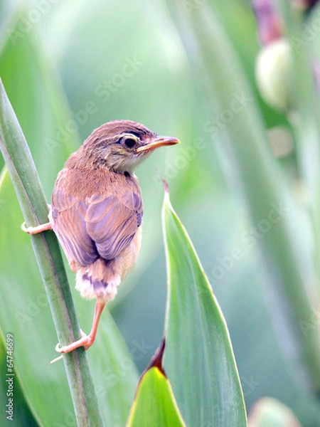 Fototapeta Close up view of nice little bird