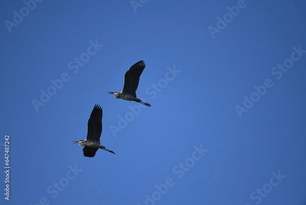 Obraz Chinese pond heron flying on sky.