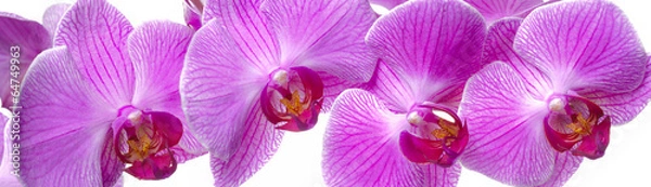 Fototapeta panorama kwiatu orchidei