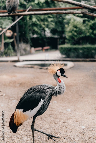 Fototapeta grey crowned crane