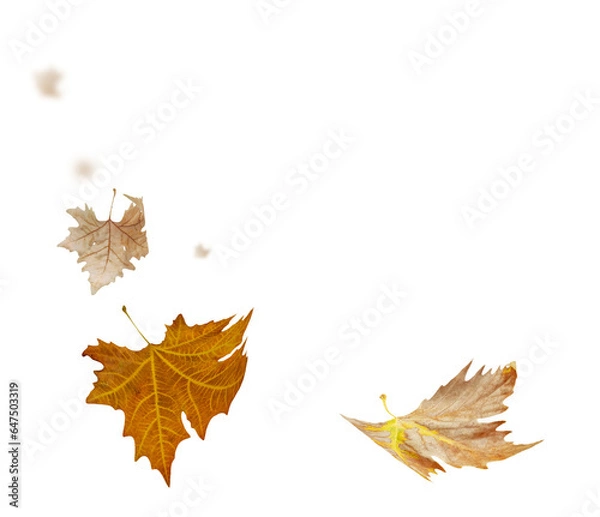 Fototapeta leaves leaf  falling in autumn isolated for background