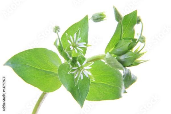 Obraz Vogelmiere (Stellaria media)