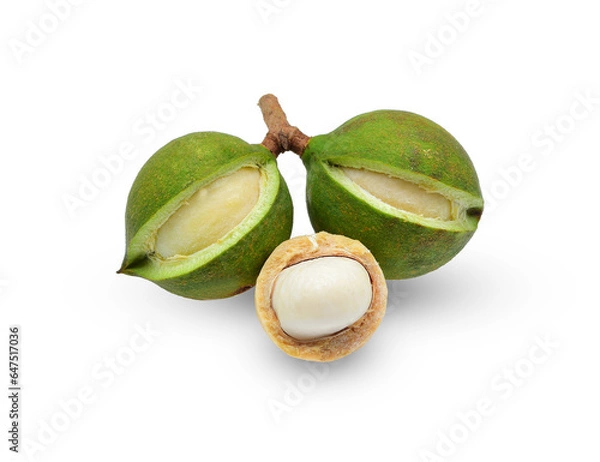 Obraz Fresh macadamia nuts on white background.