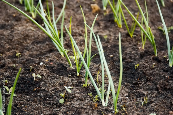 Obraz onions in vegetable gardens