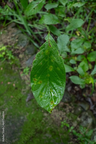 Obraz 雨に濡れた山奥の森　広葉樹の葉