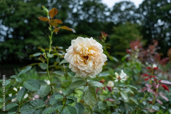 Fototapeta 雨の庭園　滴に濡れるピンクの大きいバラの花　