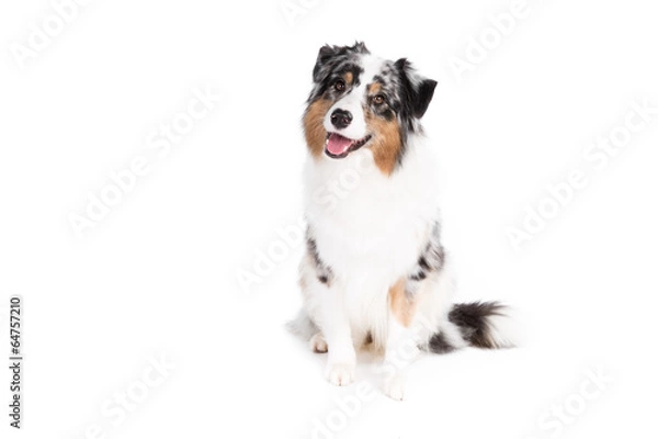 Fototapeta Australian Shepherd dog on a white background