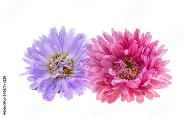 Fototapeta aster isolated