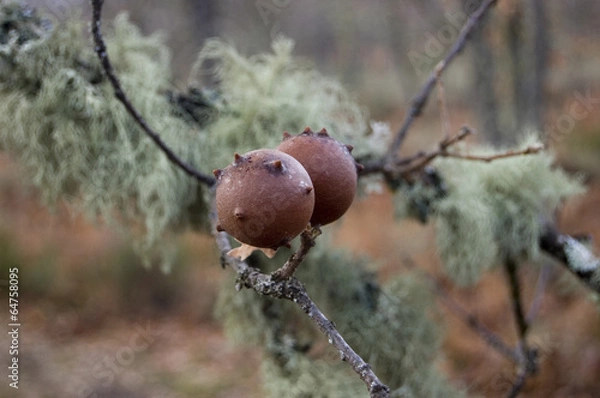 Obraz Abogalla o agalla en Quercus Robur