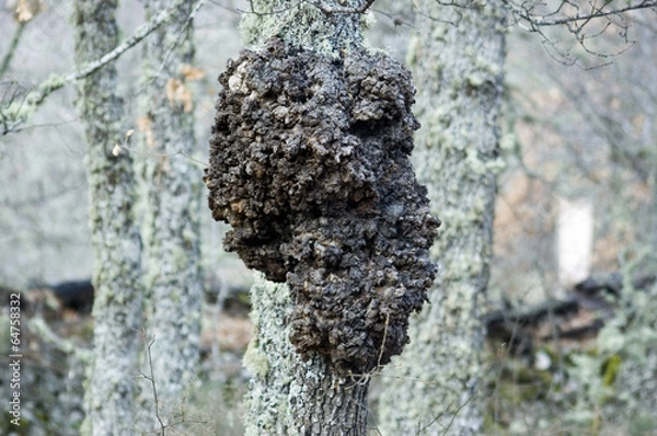 Fototapeta Tumoración en Quercus Robur