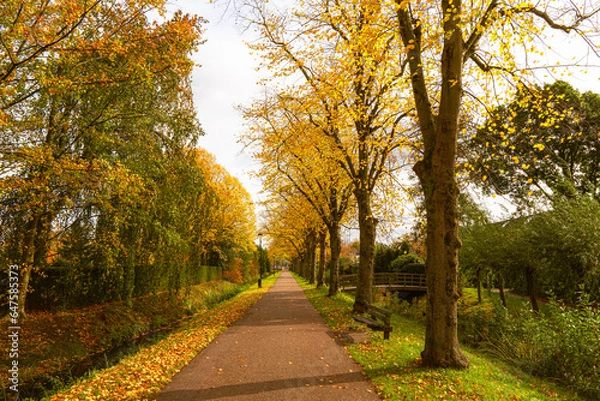 Fototapeta Avenue in a park with trees with autumn leaves in the fall