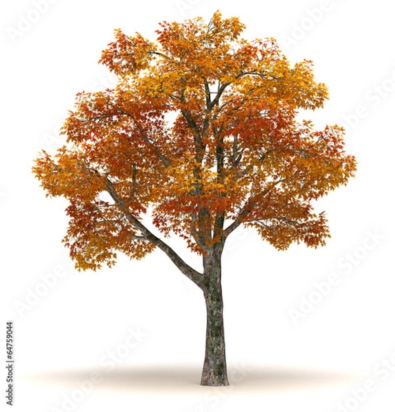 Obraz Single Chinar Tree