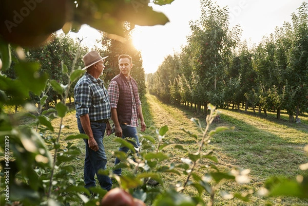 Obraz Two caucasian farmers walking along orchard field during sunset