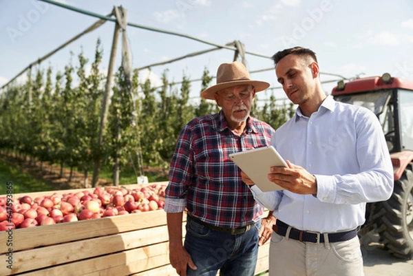 Fototapeta Senior farmer and sales representative talking over digital tablet on apple orchard