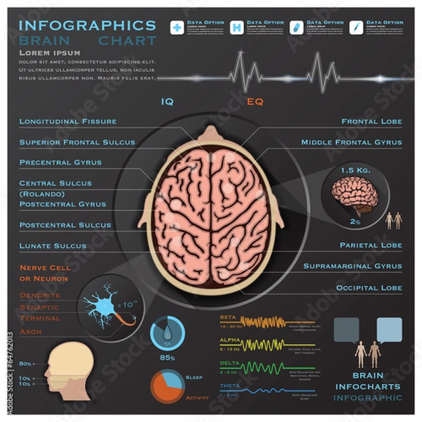 Fototapeta Brain And Nervous System Medical Infographic Infochart
