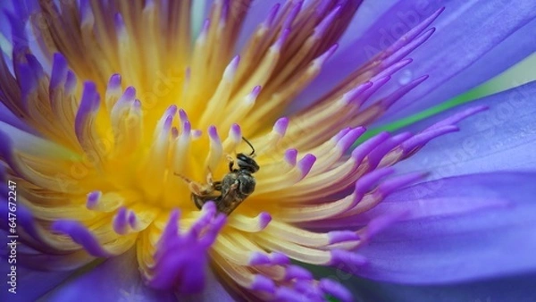 Obraz Little bee take a pollen in lotus