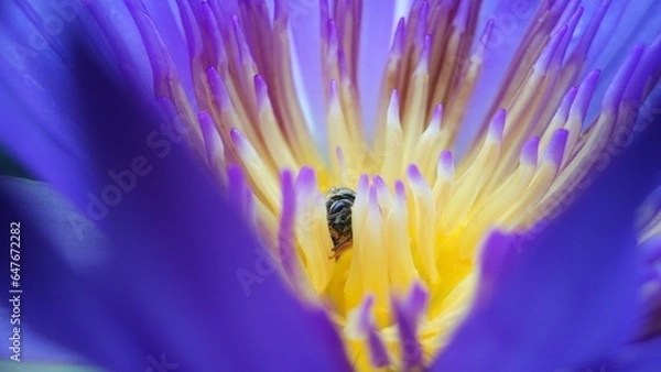 Obraz Little bee take a pollen in lotus