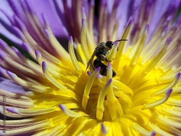 Obraz Little bee take a pollen in lotus