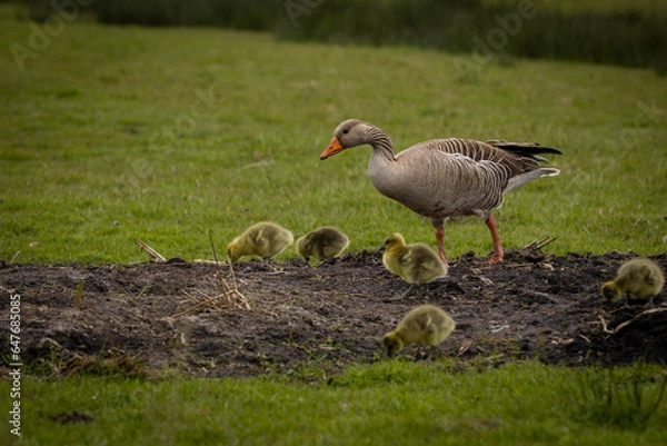 Obraz mamma oca e i suoi pulcini