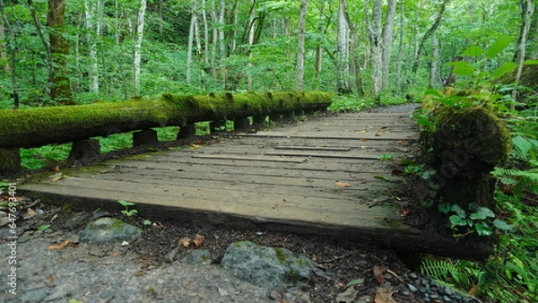 Fototapeta 奥入瀬渓谷