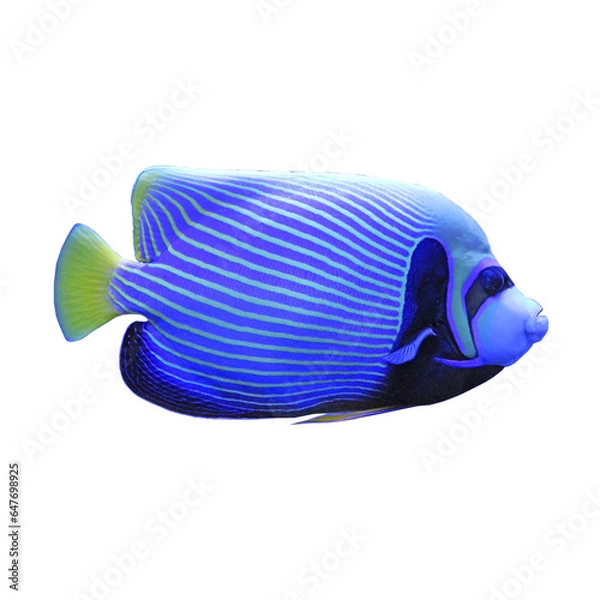 Obraz Emperor colorful Angelfish