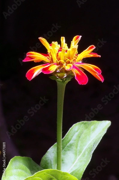 Fototapeta 千日草