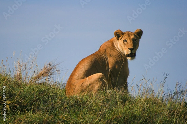 Obraz Lioness