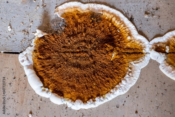 Fototapeta Big home destructive fungus or Serpula lacrymans on the floor of the residential building, close-up image